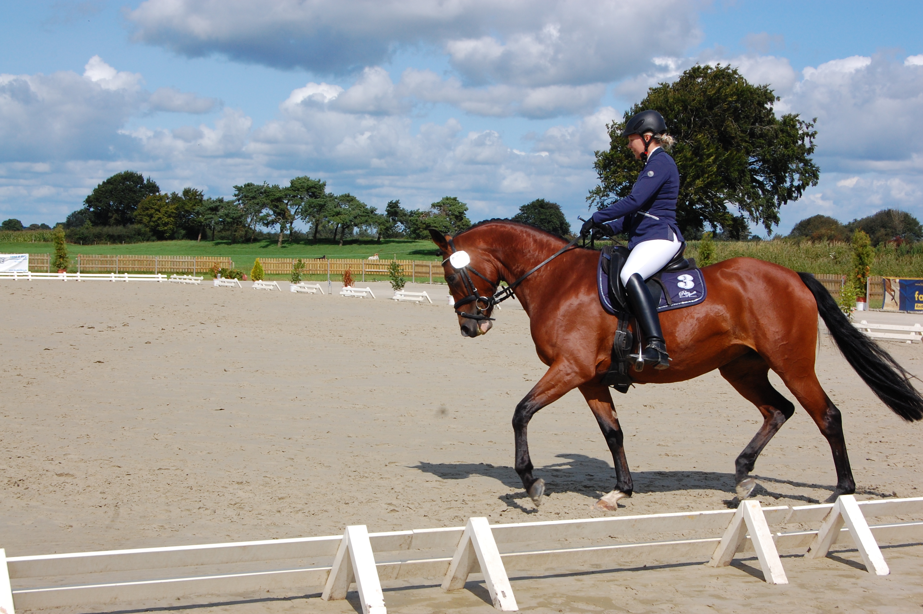 Safyra Trakehnerstute v. Perechlest aus einer Freudenfest Mutter
in einer Dressurpferdeprüfung 